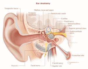 Ear anathomy