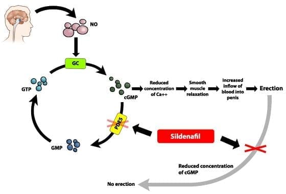 viagra mechanism of action