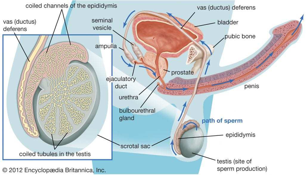 male ejaculatory system
